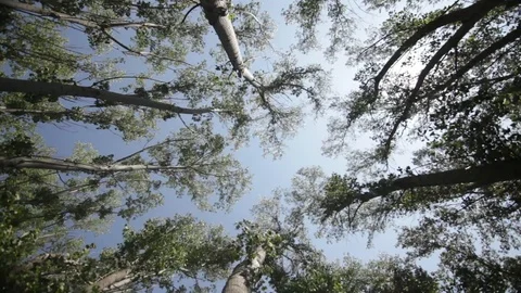 Looking up at Aspen trees, the wind moves them. Stockbeeldmateriaal 94420960