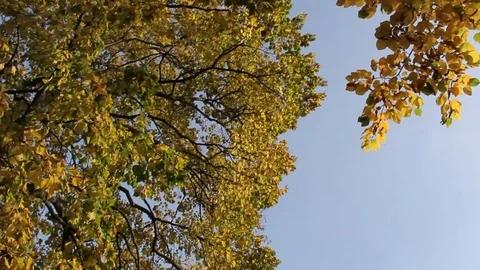 Looking up at autumn colored trees moving in the wind Stock Footage 124847703