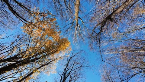 Looking up at the autumn forest canopy and bright blue sky.  Stock Footage 323869636