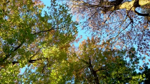 Looking Up at Autumn Forest Canopy with Blue Sky, 4K Worm's Eye View Stock Footage 335887377