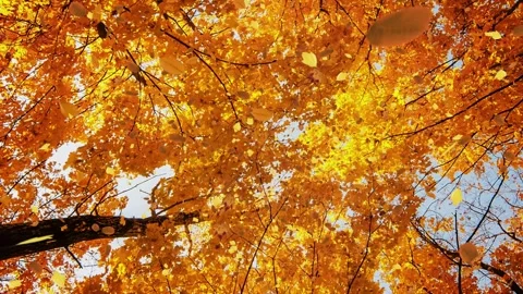 Looking Up at Autumn Forest with Red and Yellow Leaves Falling 4K Video stock 346472065