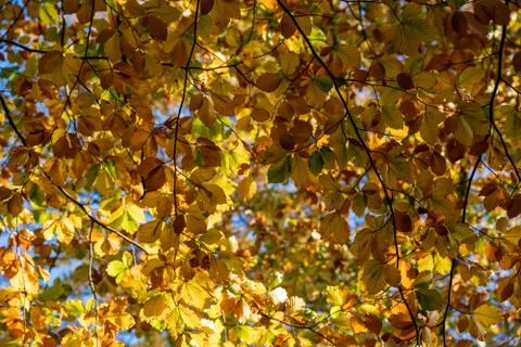 Looking up at the autumn leaf canopy Stock Photos