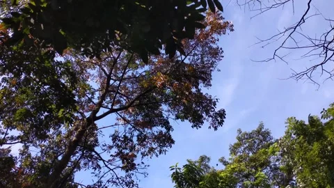 Looking up at the autumn leaves falling Stock Footage 312157297
