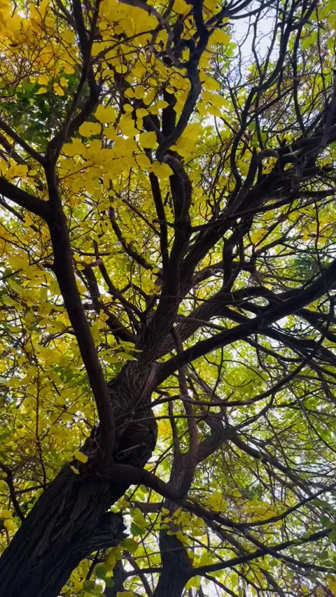 Looking up at autumn tree branches with yellow leaves, vertical view Stock Footage 345156600