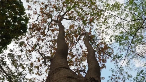 Looking up autumn tree with sky Video stock 149554946