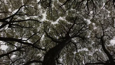 Looking at the autumn trees Stock Footage 95852770