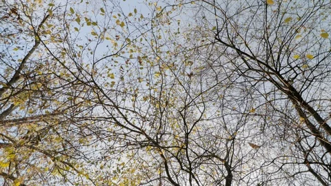 Looking up at the autumn trees rotating in circle Stock Footage 120040456