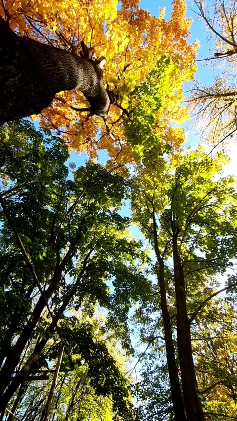 Looking Up at Autumn Trees While Spinning Stock Footage 296095770