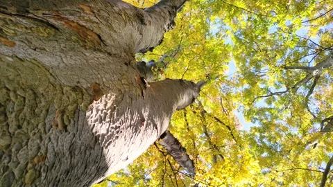 Looking up at the autumn zelkova trees Stock Footage 320809240