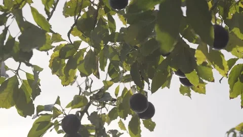 Looking at an avocado tree from below 스톡 동영상 346491779