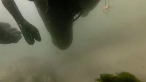 Looking back below a scuba diver swimming in murky water Stock Footage 93904513