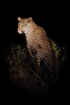 Looking back Stock Photos