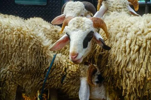 Looking back Stock-Fotos