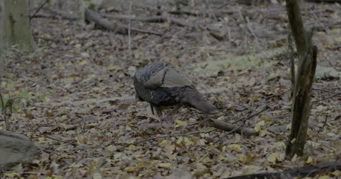 Looking at the back  of a wild Turkey foraging in the underbrush Stock Footage 220757362