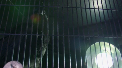 Looking up at a backlit raven in cage Stock Footage 262798389