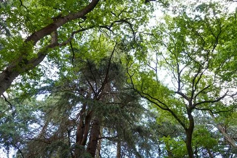 Looking up in to backlit tree canopies Foto stock