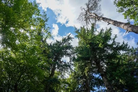 Looking up in to backlit tree canopies Foto stock
