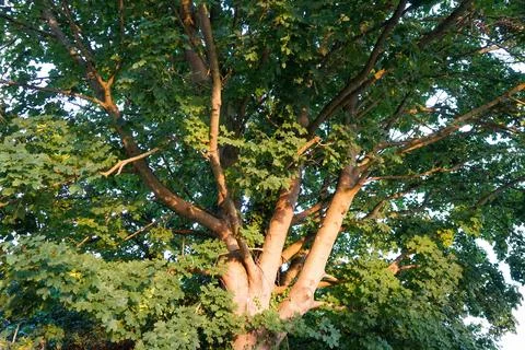 Looking up in to backlit tree canopies Stock Photos