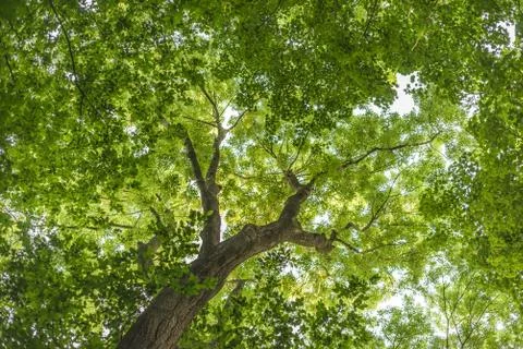 Looking up at a backlit tree canopy in the forest Stock Photos