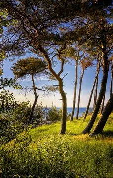Looking at the Baltic Sea cliff between the trees on the Baltic Sea. Foto stock