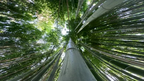 Looking Up At Bamboo Forrest  Stock Footage 236875304