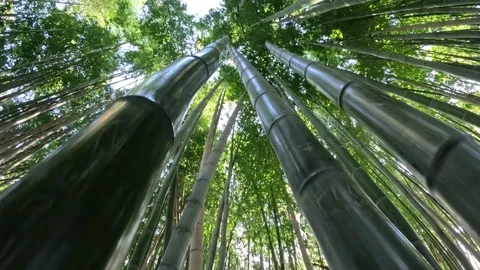Looking Up At Bamboo Forrest Stock Footage 236875315