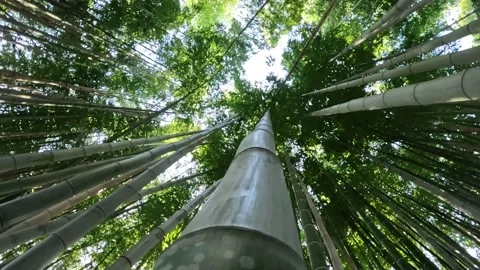 Looking Up At Bamboo Forrest  Video stock 236875398