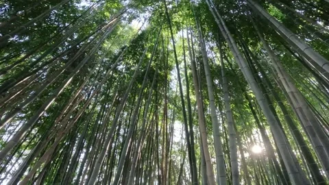 Looking Up At Bamboo Forrest Stock Footage 236875413