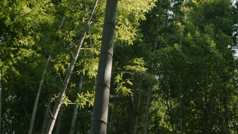 Looking up at a bamboo node. Stock Footage 129789900