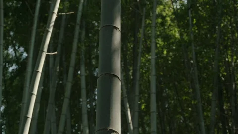 Looking up at a bamboo node. Stock Footage 129789955