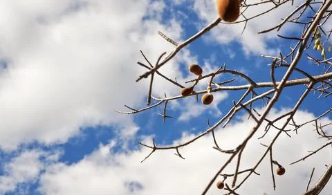 Looking up the baobab tree, only few leaves, but fruits on branches, agains.. Stock Photos