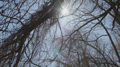 Looking up at Bare Spring Trees and Blue Sky with Lens Flares Stock Footage 302584603