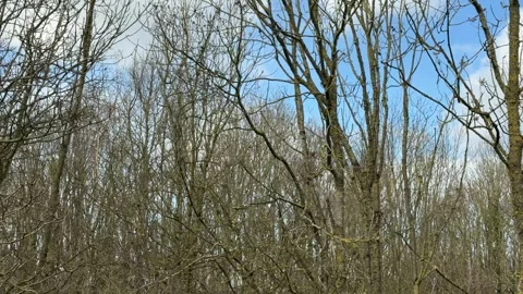 Looking up at bare tree branches panning Stock Footage 331584605