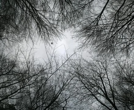 Looking up at bare tree branches Stock Photos