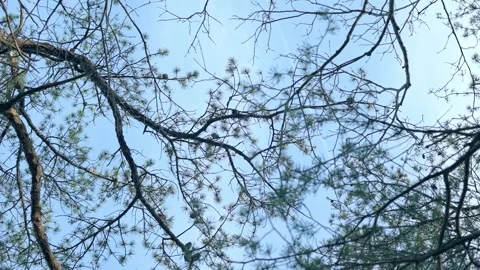 Looking up at bare tree branches silhouetted against a clear blue sky Stock Footage 278517169
