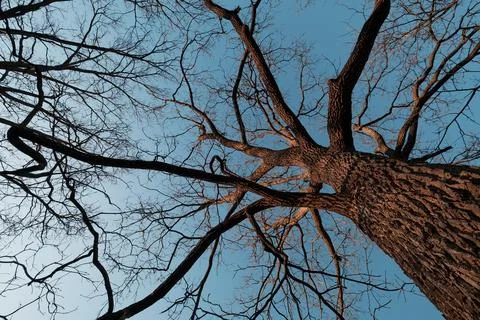 Looking Up Bare Tree in Early Spring Leafless Branches Sky View Stock Photos