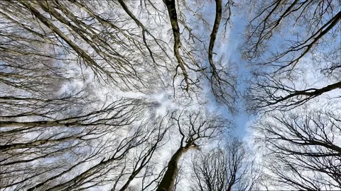 Looking up, bare trees against the blue sky, autumn landscape 動画素材 257200005
