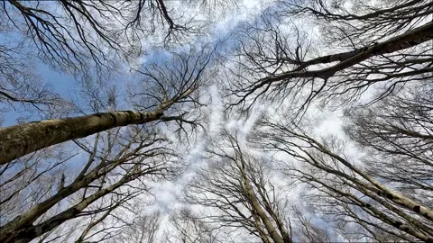 Looking up, bare trees against the blue sky, autumn landscape 動画素材 257200006