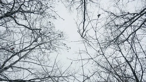Looking Up at Bare Trees and a Cold Winter Sky in 4K Stock Footage 85707321