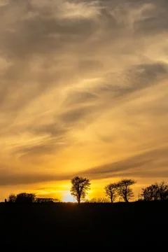 Looking up at bare trees on a hillside, silhouetted at sunset Stock Photos