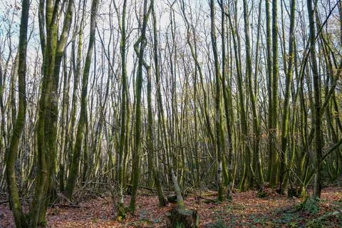 Looking in to bare trees in the middle of winter 库存照片