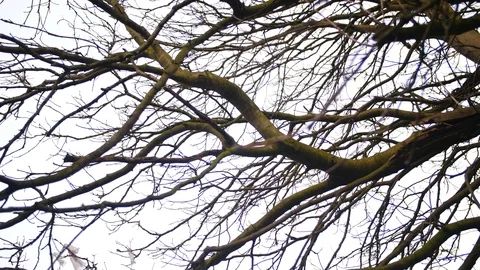 Looking up at bare winter tree with no leaves on branches  Stock Footage 85769366