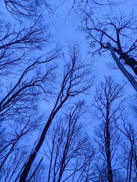Looking Up at Bare Winter Trees Against Blue Twilight Sky Fotos Stock