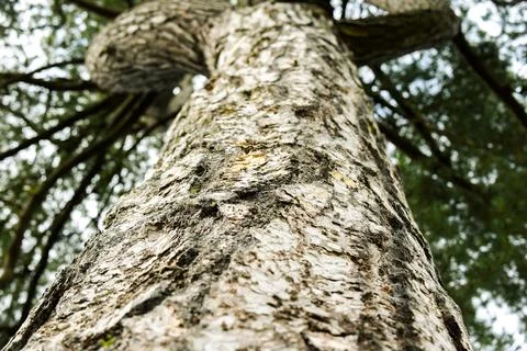 Looking up from the base of a tree through branches to sky above Stock Photos