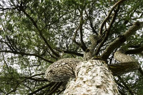 Looking up from the base of a tree through branches to sky above Stock Photos
