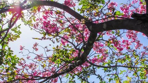 Looking up at beautiful Ipe tree branches adorned with bright pink flowers .. Stock Photos