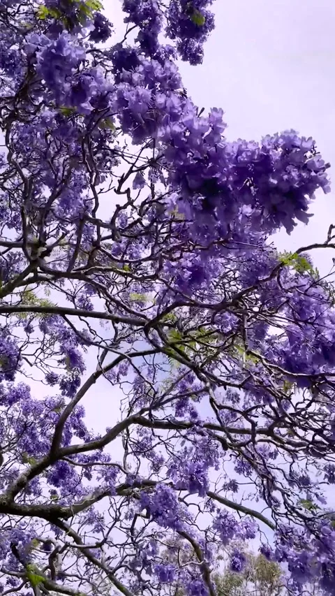 Looking up to a beautiful Jacaranda tree with delicate purple flowers Video stock 246906307