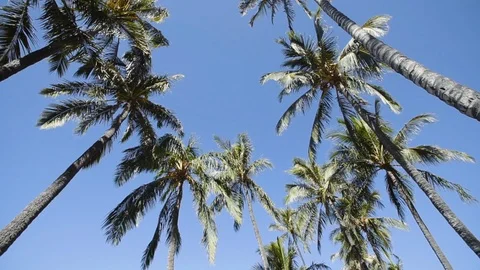 Looking up at beautiful palm trees on the background of blue sky near resort Stock Footage 101123653