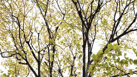 Looking up at a beautiful tree with green, yellow, orange, and red leaves in the Stock Footage 297112687