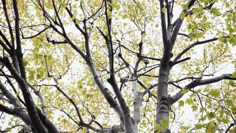 Looking up at a beautiful tree with green, yellow, orange, and red leaves in the Stock Footage 297112691